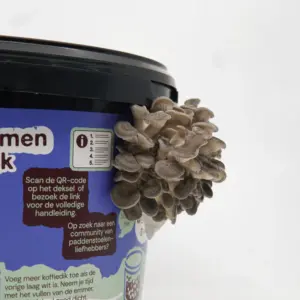 Oesterzwam Growkit