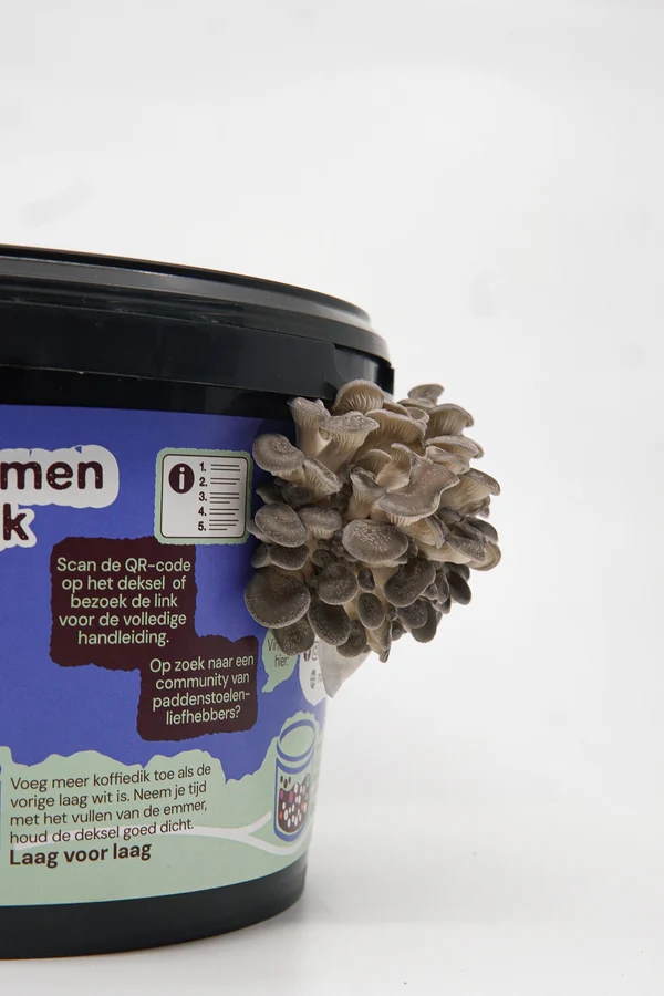 Oesterzwam Growkit